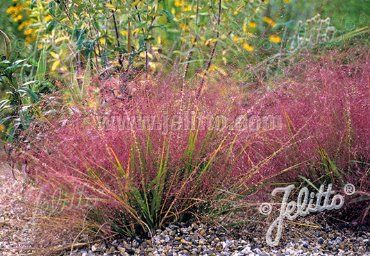 Eragrostis spectabilis (Purple Love Grass) Plants