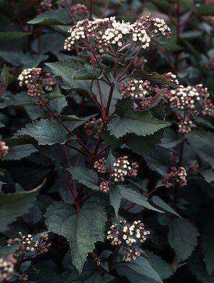 chocolate spider plant Eupatorium rugosm 'Chocolate' Plants – Streambank Gardens