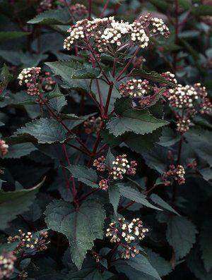 Eupatorium rugosm 'Chocolate' Plant - Streambank Gardens
