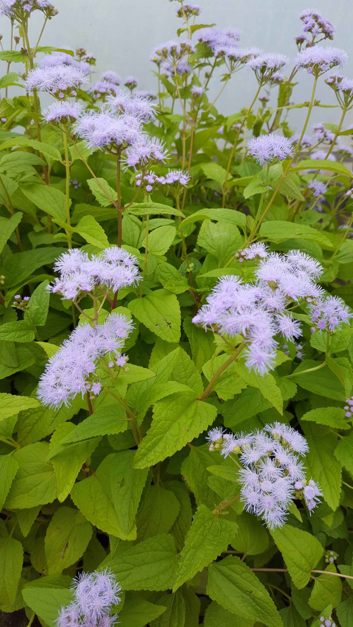 Eupatorium coelestinum (Hardy ageratum) Plants