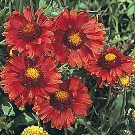Gaillardia grandiflora 'Burgundy' Plant - Streambank Gardens
