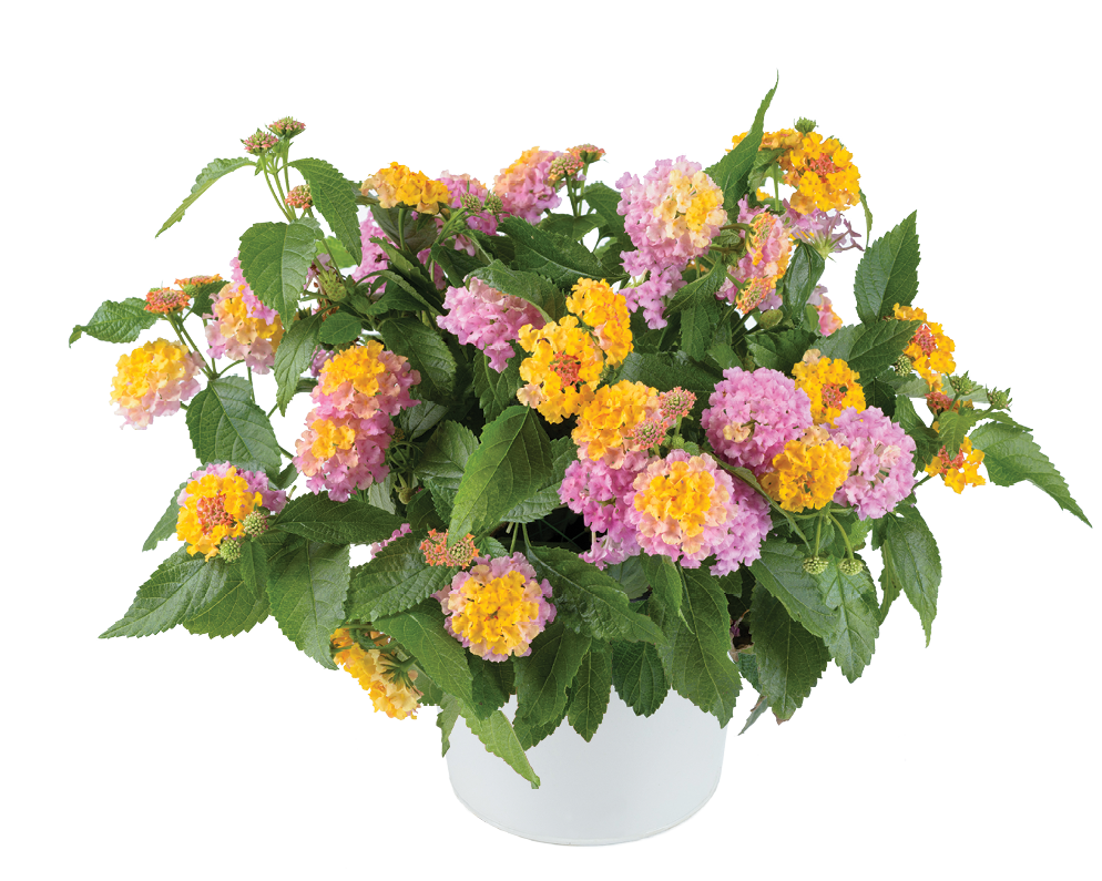 lantana indoor plant Lantana Gem® 'Compact Rose Quartz' Plants – Streambank Gardens