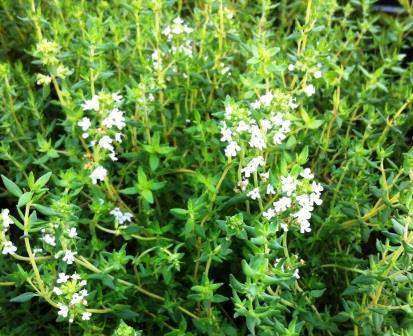 German Winter Thyme Plant - Streambank Gardens
