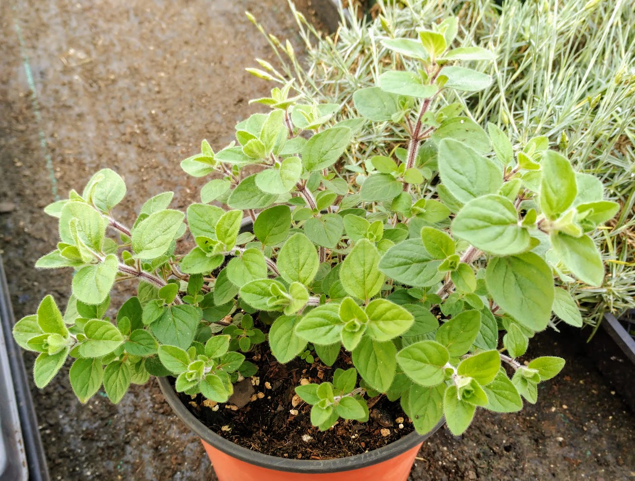 oregano plant indoor or outdoor Greek Oregano Plants – Streambank Gardens