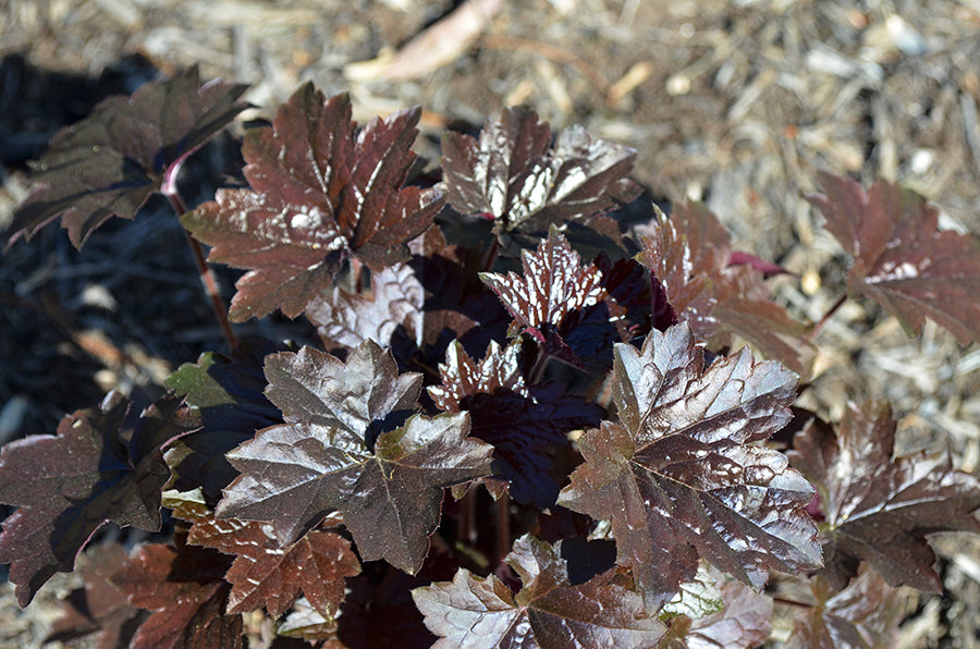 Heuchera 'Blackout' Plants