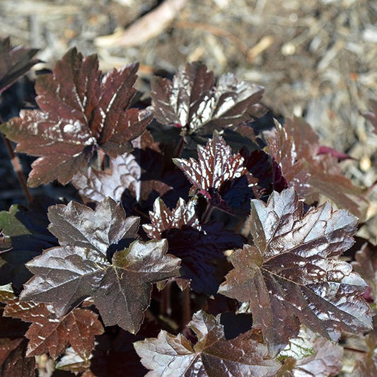 Heuchera 'Blackout' Plants