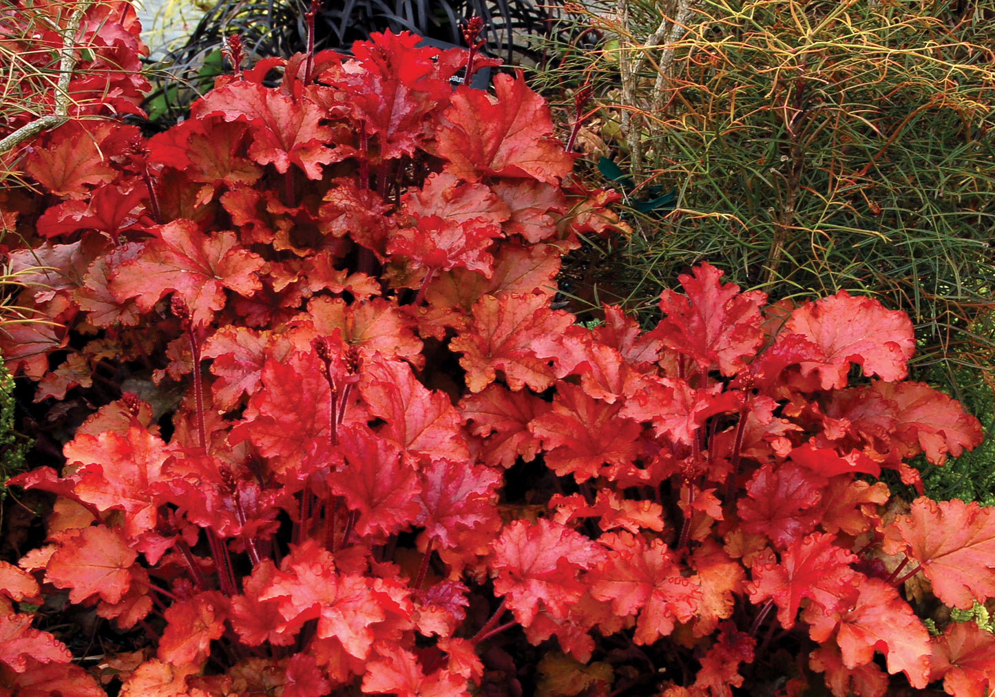 Heuchera 'Peach Flambe' Plants