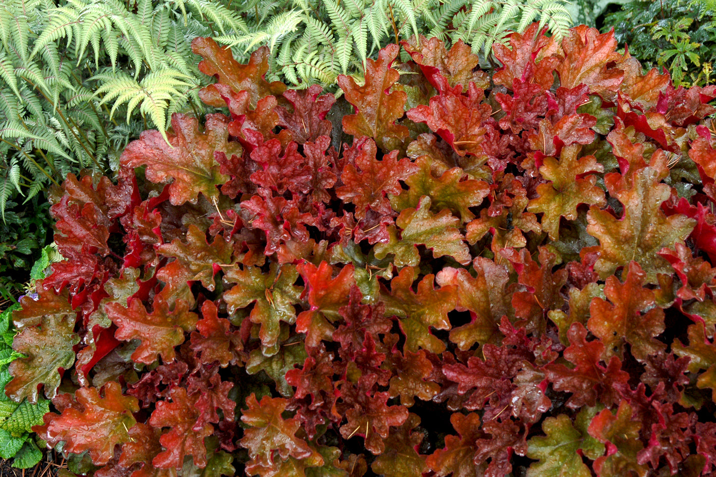 Heuchera 'Peach Flambe' Plants