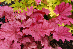 Heuchera 'Berry Smoothie' Plants