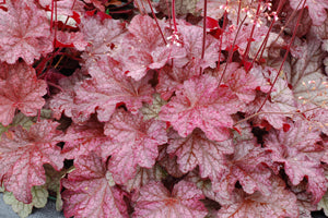 Heuchera 'Berry Smoothie' Plants