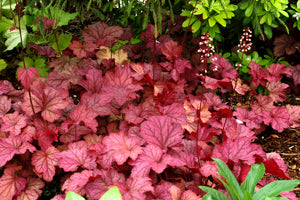 Heuchera 'Berry Smoothie' Plants