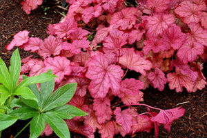 Heuchera 'Berry Smoothie' Plants