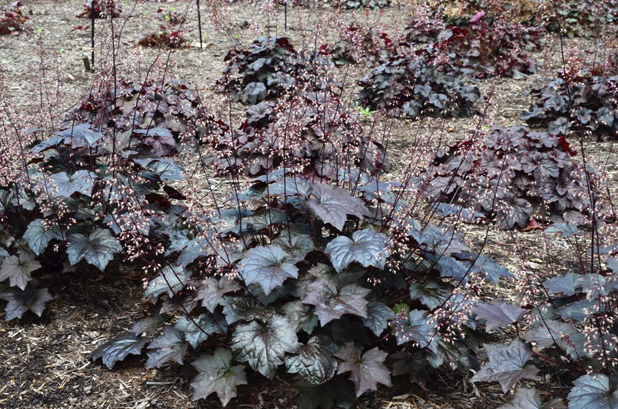 Heuchera 'Blackout' Plants