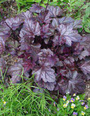 Heuchera 'Plum Pudding' Plants