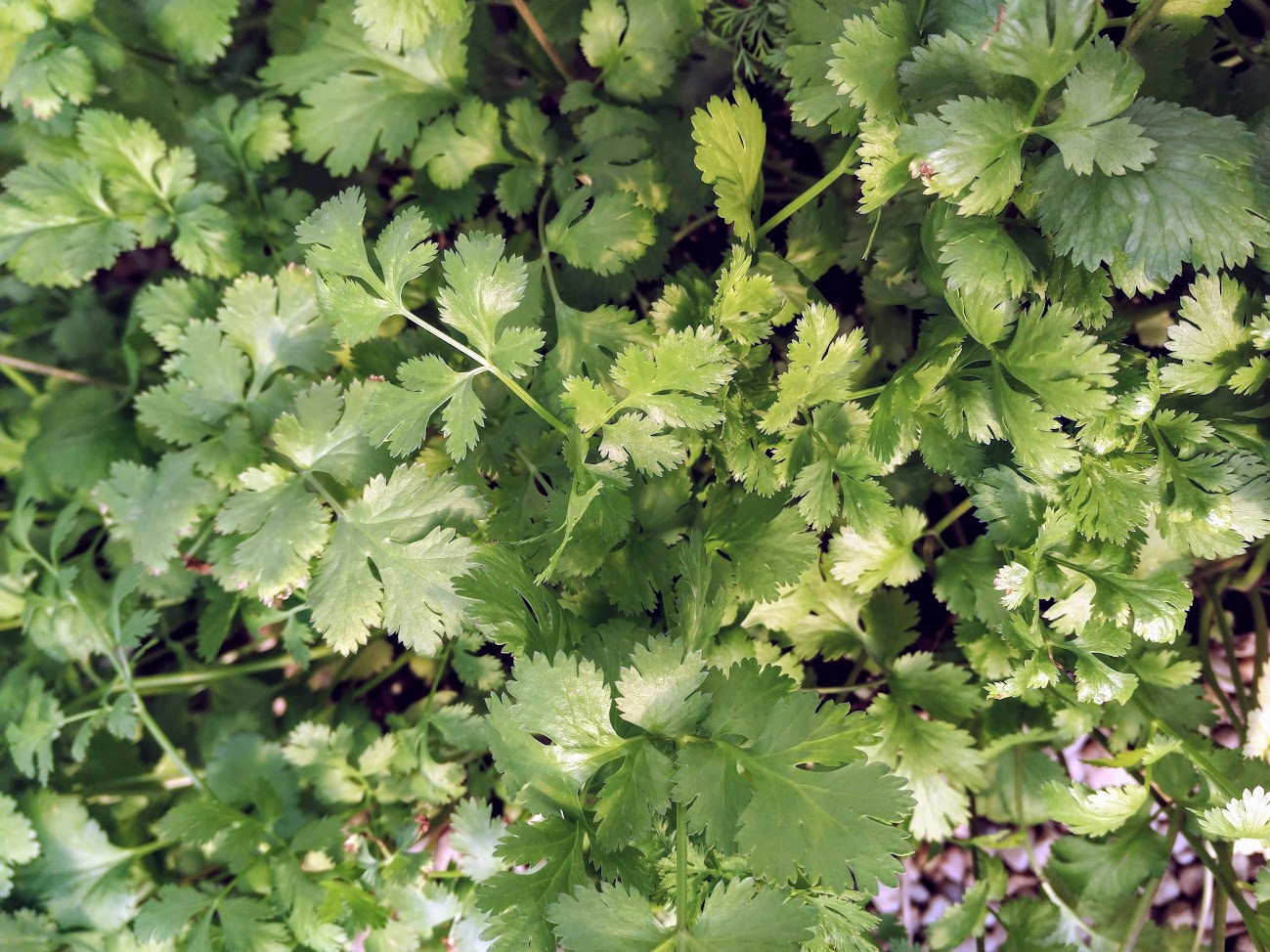 Italian Flat Leaf Parsley Plants
