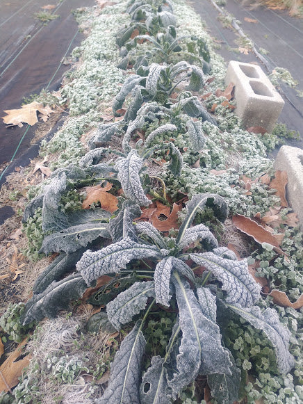 Kale 'Lacinato' Plants