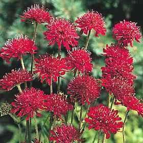 Knautia macedonica 'Red Knight' Plant - Streambank Gardens