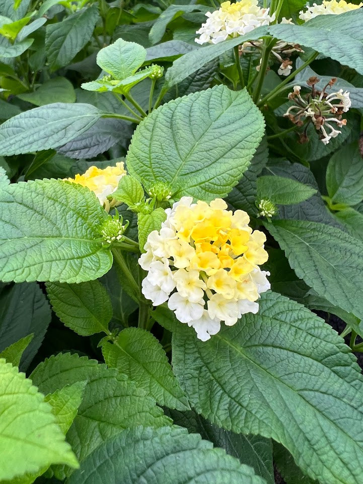 Lantana Gem® 'Compact Yellow Diamond' Plants