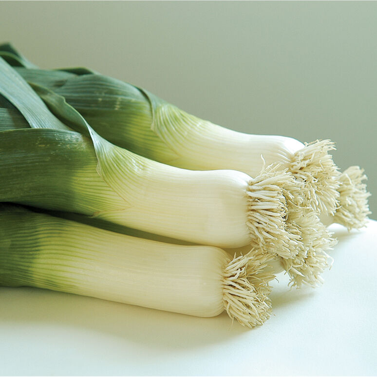 Leek 'Bandit' Plants