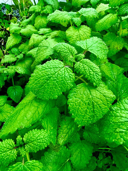 lemon balm plant for snakes Lemon Balm Plants