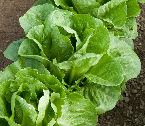 Lettuce 'Coastal Star' Plants