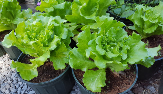 Lettuce 'Nevada' Plants