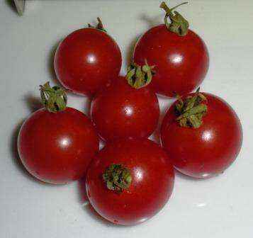 Tomato 'Matt's Wild' Plants