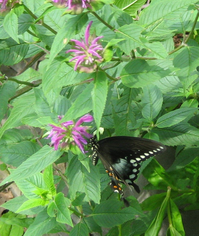 monarda didyma balmy purple perennial plant 6 x 9cm pots Monarda didyma 'Dark Ponticum' Plants – Streambank Gardens
