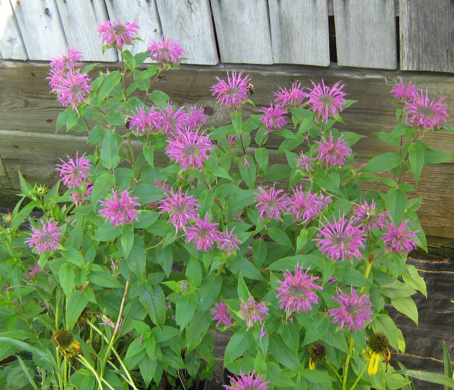 Monarda didyma 'Dark Ponticum' Plants