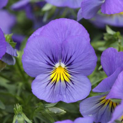 Pansy Cool Wave™ 'Blue Skies'