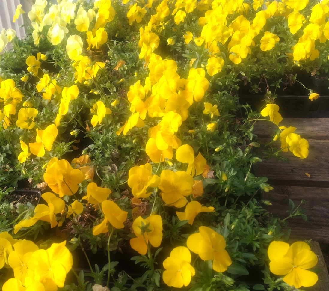 Pansy Cool Wave™ 'Golden Yellow' Plants