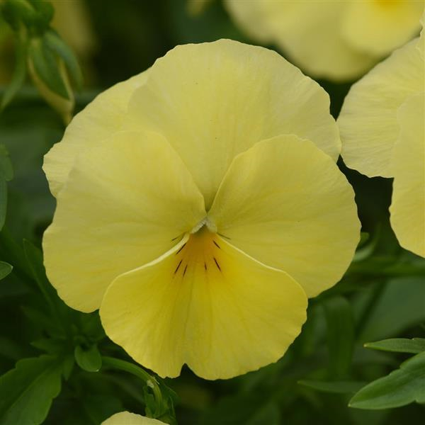 Pansy Cool Wave™ 'Lemon' Plants