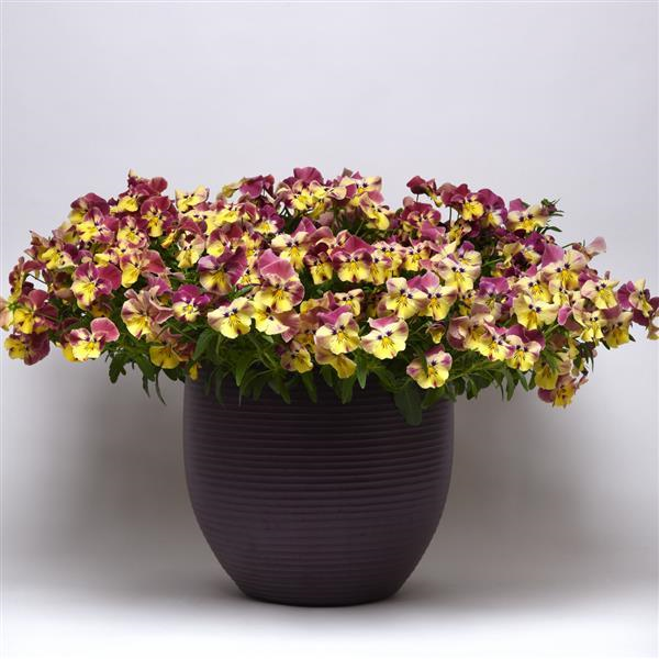 Pansy Cool Wave™ 'Strawberry Swirl'