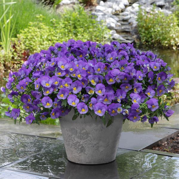 Pansy Cool Wave™ 'Blue Skies'