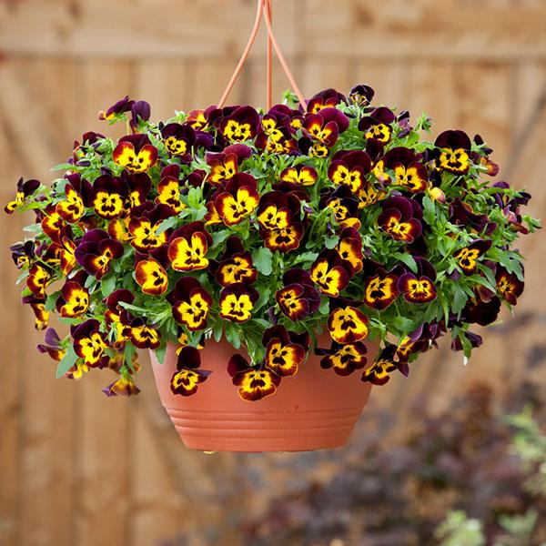 Pansy Cool Wave™ 'Fire'