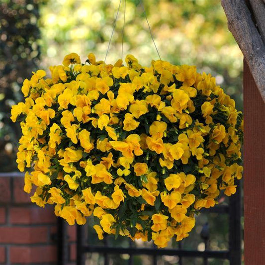 Pansy Cool Wave™ 'Golden Yellow' Plants
