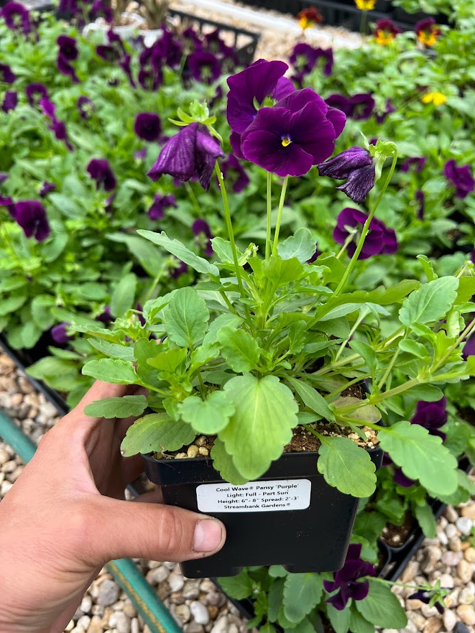 Pansy Cool Wave™ 'Purple' Plants