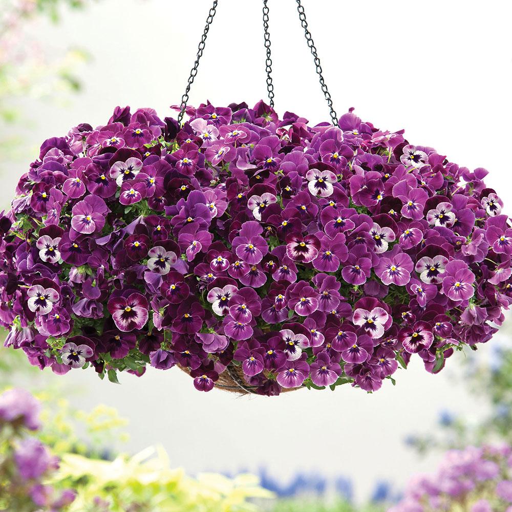 Pre-Planted Pansy 'Cool Wave Frost' Hanging Baskets 2 X 25cm