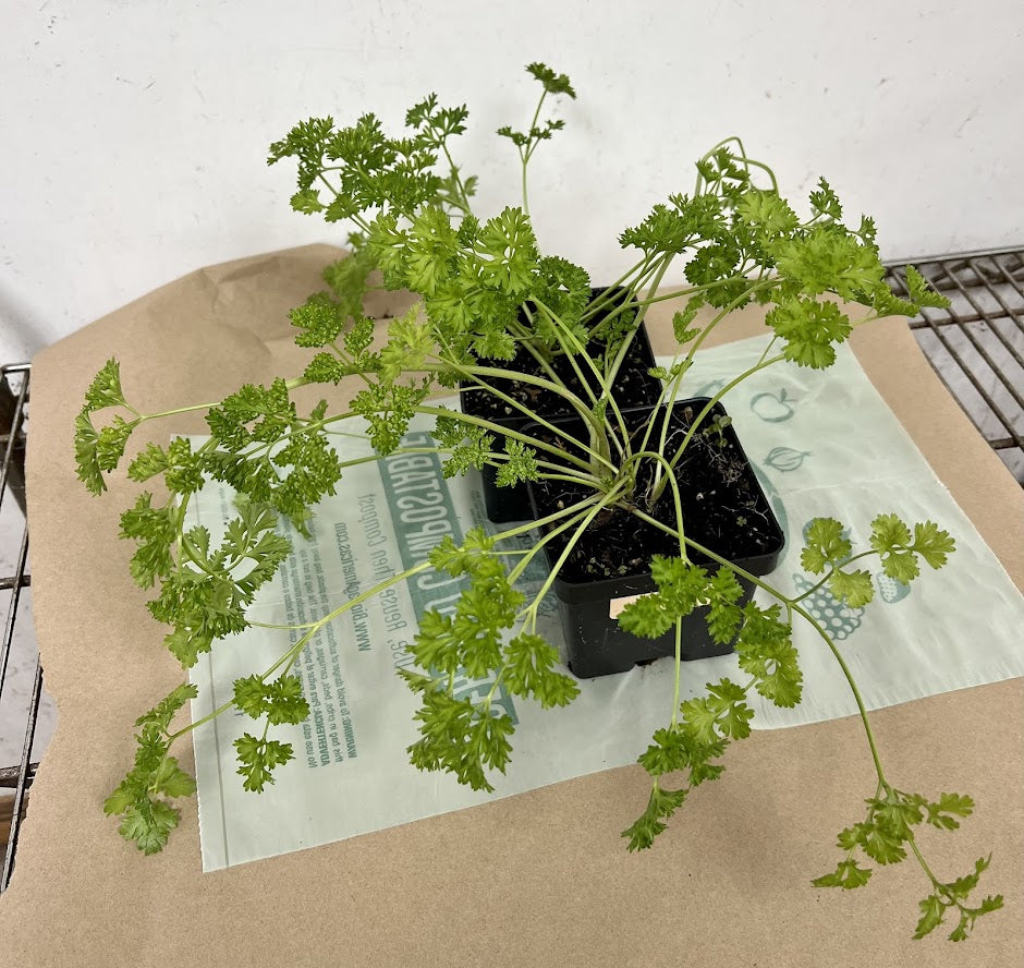 parsley indoor plant care Moss Curled Parsley Plants For Sale – Streambank Gardens