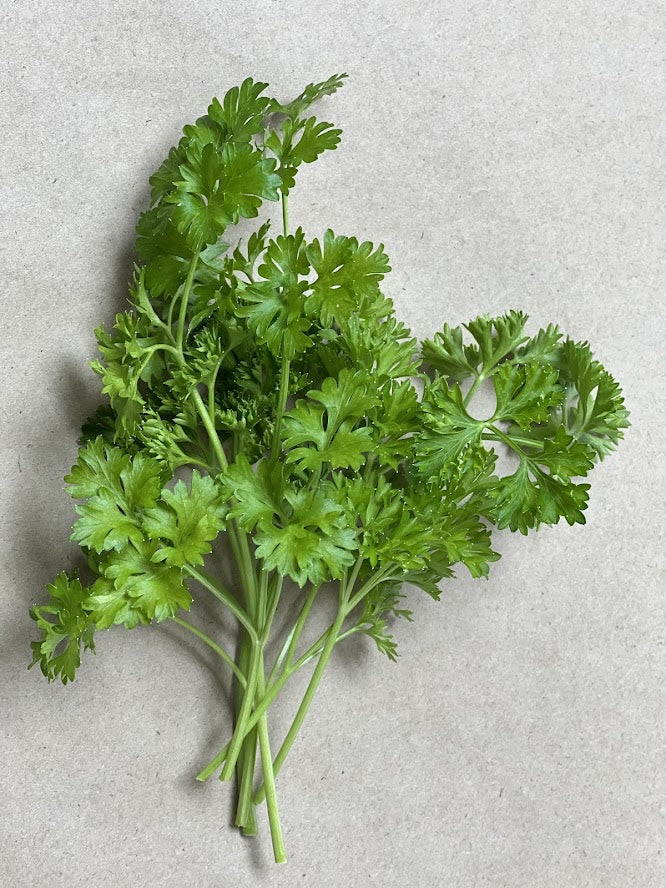 Moss Curled Parsley Plants