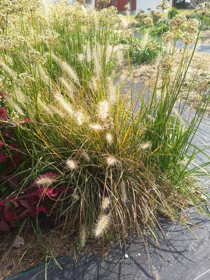 Pennisetum 'Little Bunny' (Dwarf Fountain Grass) Plants