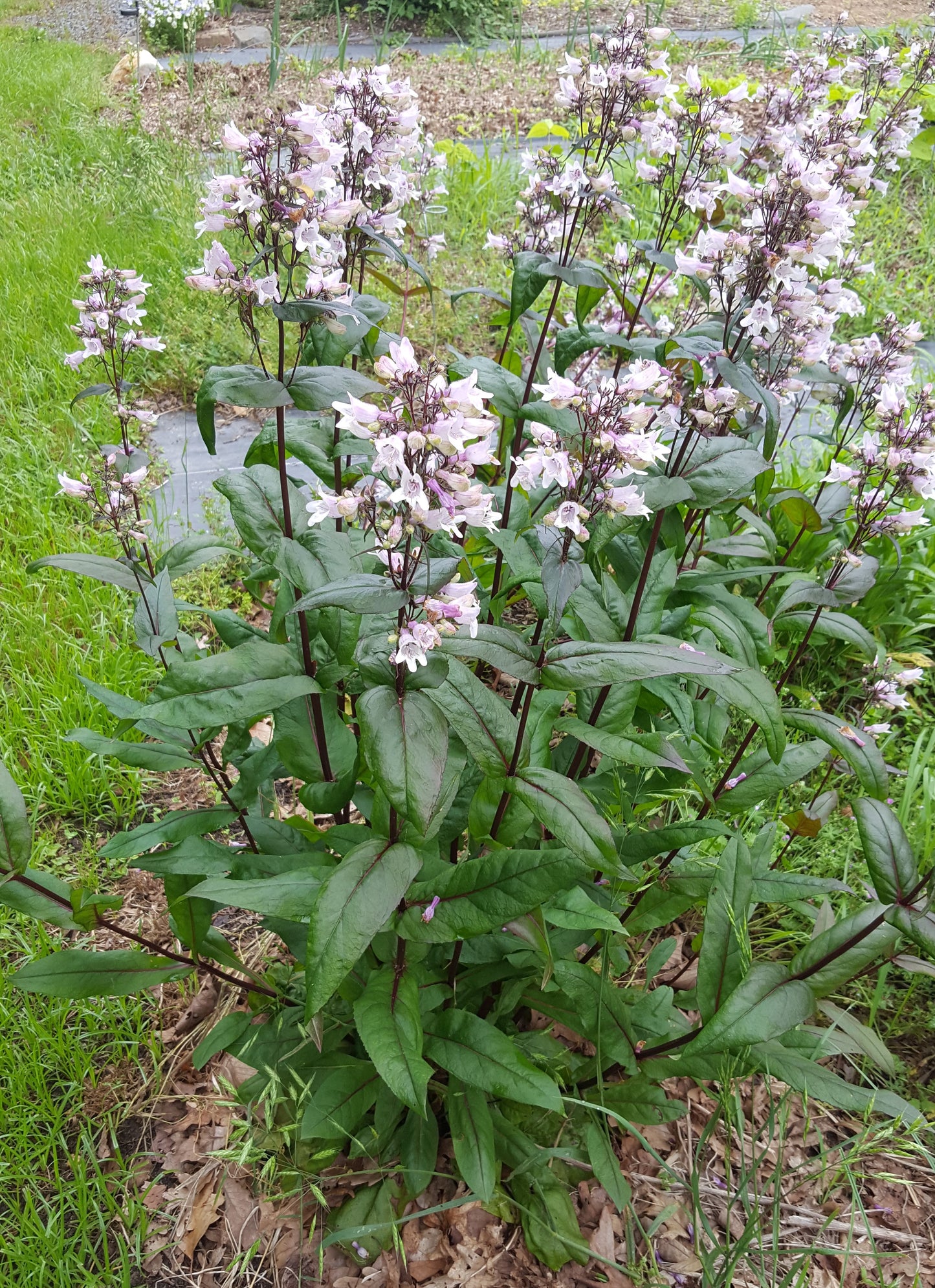 Penstemon 'Mystica' Plants