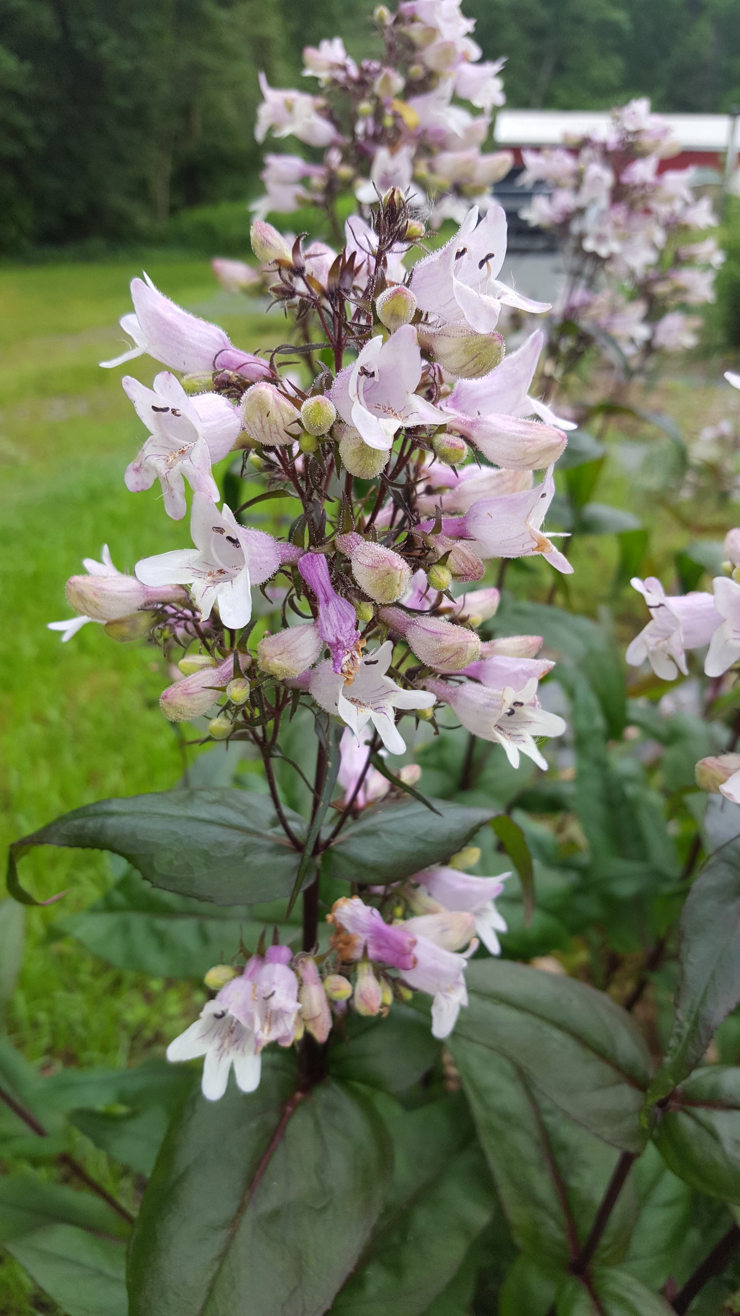 Penstemon 'Mystica' Plants