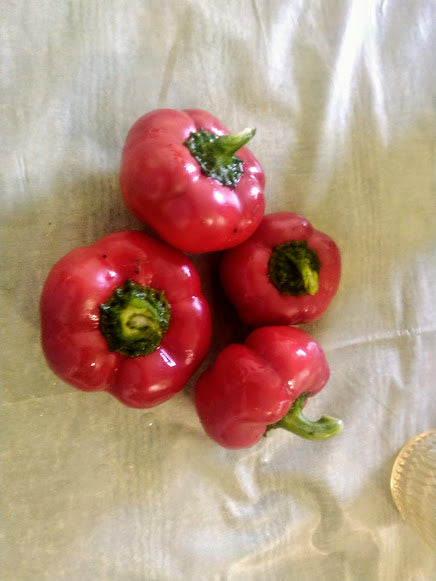 Pepper 'Ashe County Pimento' Plants