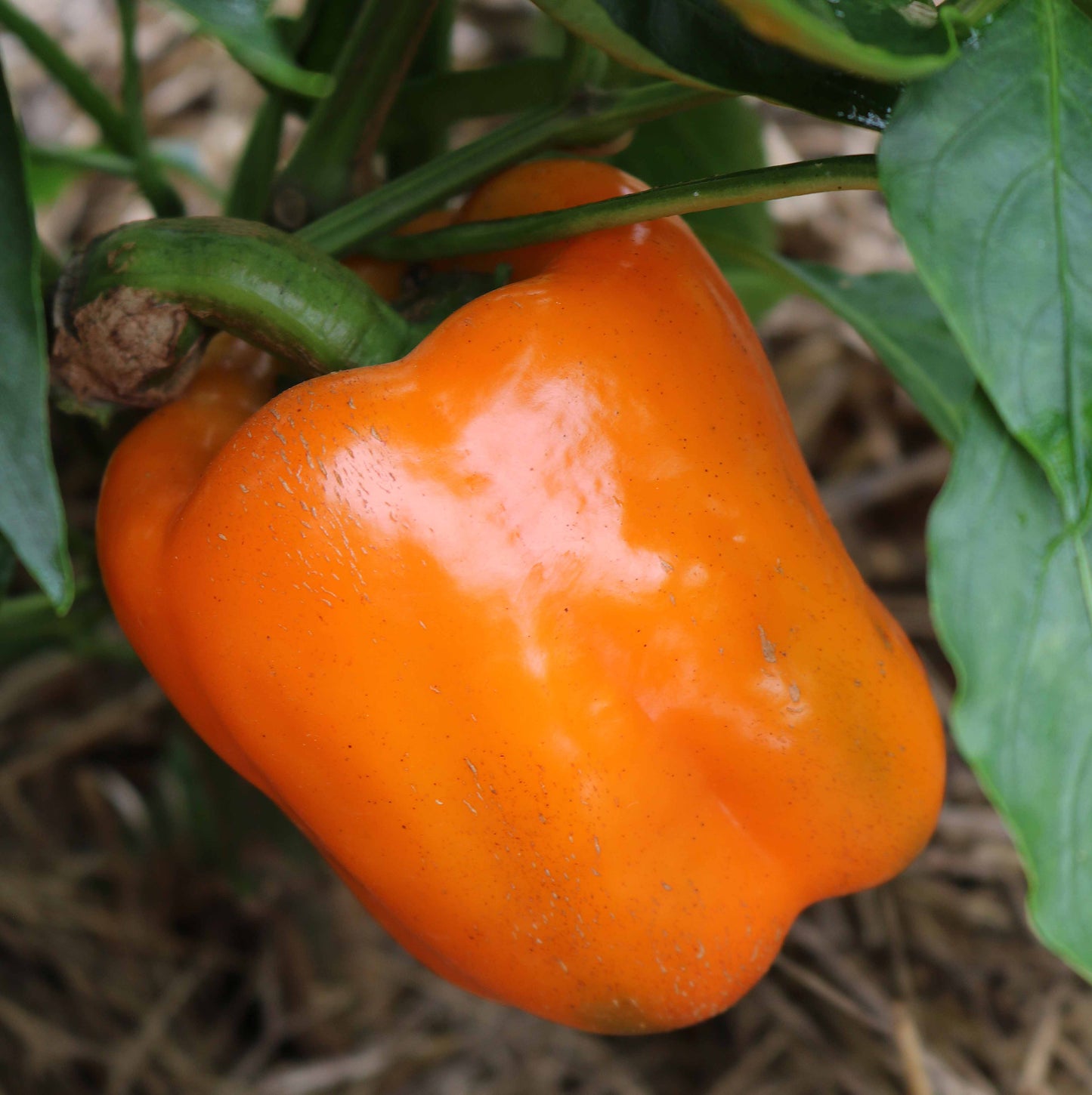 Pepper 'California Wonder Orange' Plants