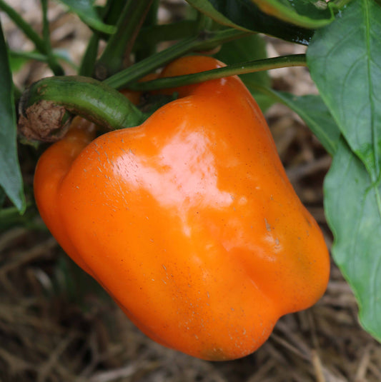 Pepper 'California Wonder Orange' Plants