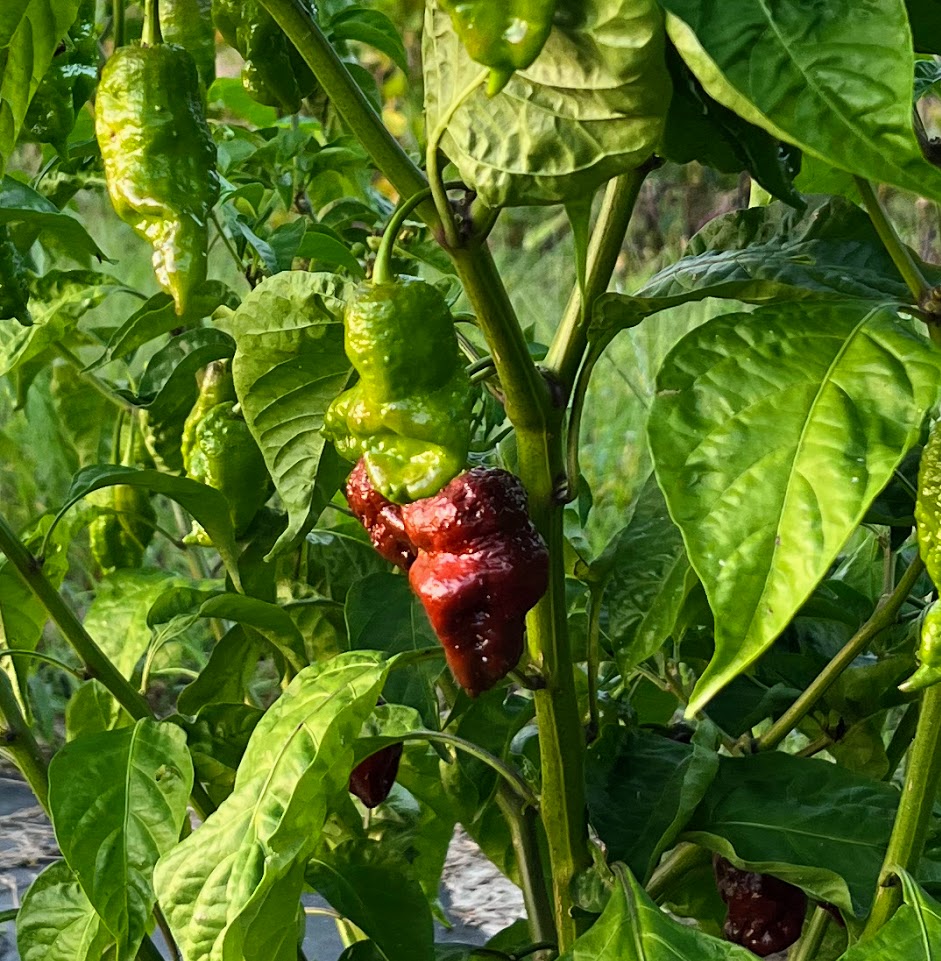 carolina reaper plant pot size Pepper 'Carolina Reaper'