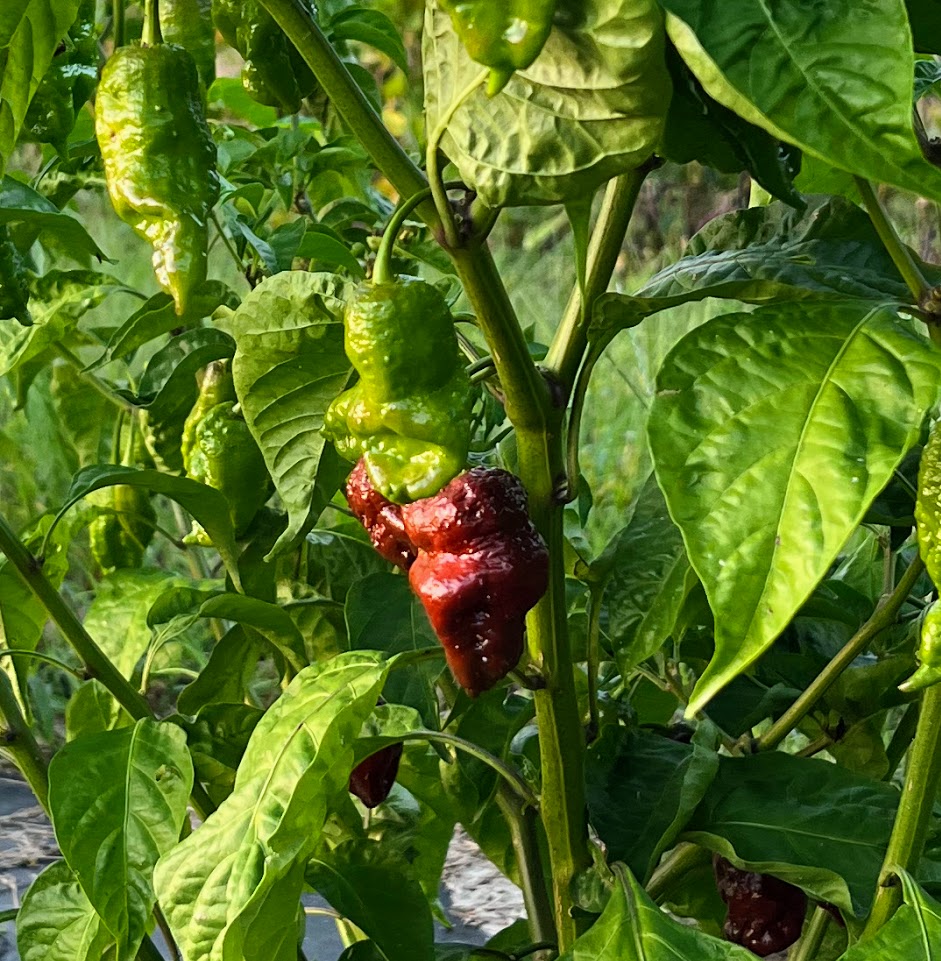 Pepper 'Carolina Reaper'