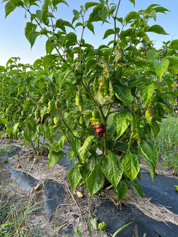 Pepper 'Carolina Reaper'