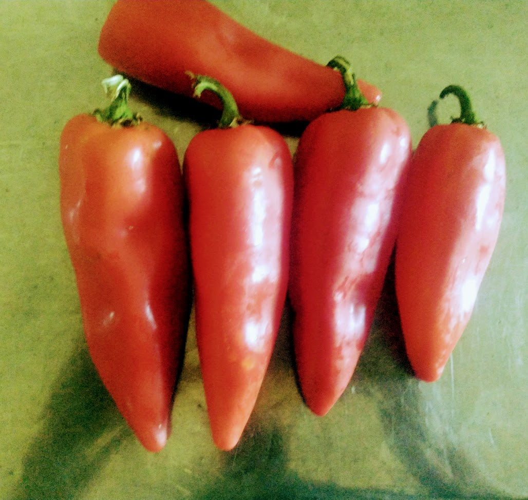 Pepper 'Corno Di Toro' Plants